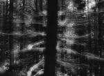 Thumbnail image: Forest, Colorado, August, 1959