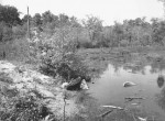 Thumbnail image: The Pond, 1982