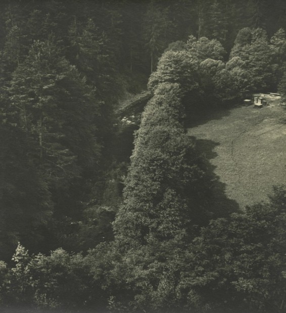 Forest, 1937