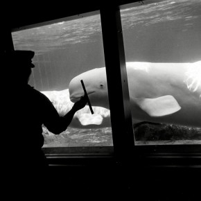 silhouette of man cleaning window at aquarium; two beluga whales look at him from opposite side of window