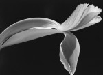 Thumbnail image: Yasuhiro Ishimoto<br>Dutch Iris, 1987