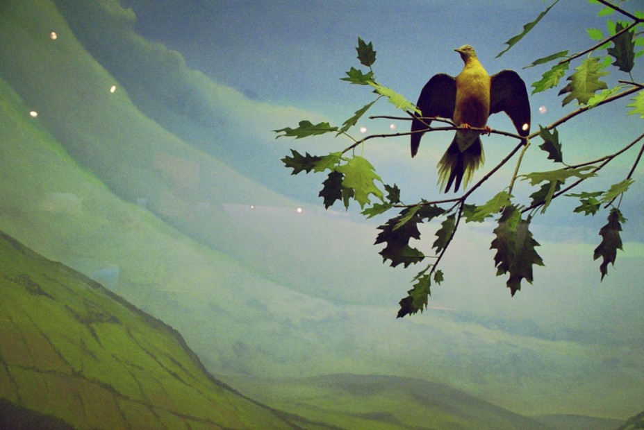 Rebecca Norris Webb, Extinct Passenger Pigeon Diorama, Rochester Museum and Science Center, 2013