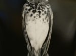 Thumbnail image: Still Lifes: Natures Mortes, (bird with head down), 1999-2001