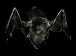 Thumbnail image: Still Lifes: Natures Mortes, (bat), 2000-2002