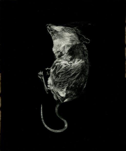 Still Lifes: Natures Mortes, (mouse), 1994