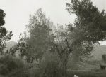 Thumbnail image: Robert Adams<br>Broken trees, next Box Springs Mountains, east of Riverside, California, 1983