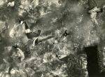 Thumbnail image: Sid Grossman<br>Seagulls, Provincetown, 1949
