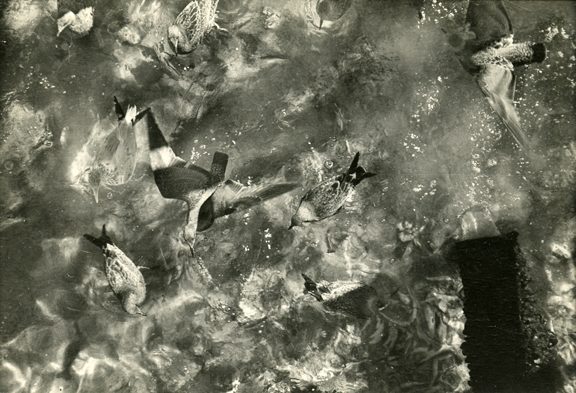 Sid Grossman<br>Seagulls, Provincetown, 1949