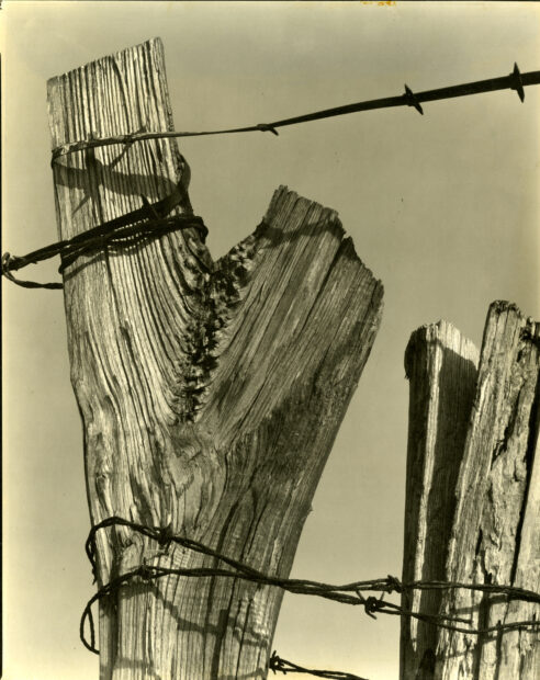 Ralph Steiner<br>Fence Post with Barbed Wire, 1929