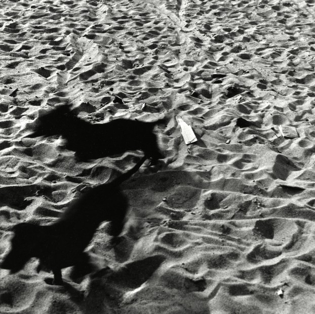 Dogs On Beach, 1958