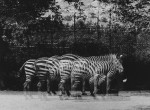 Thumbnail image: Brookfield Zoo, c.1955
