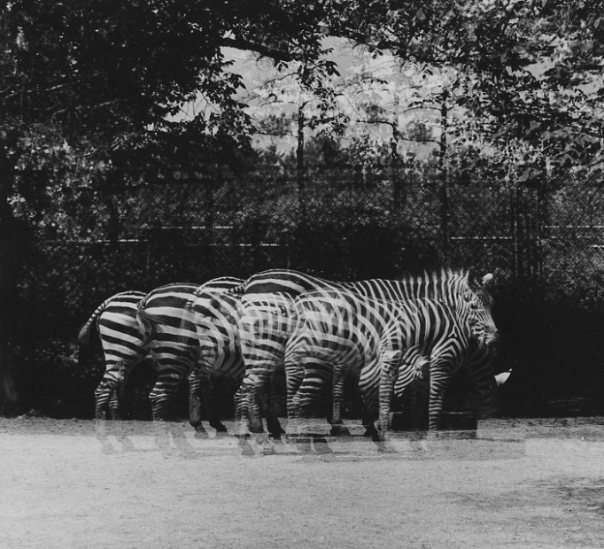 Brookfield Zoo, c.1955