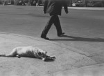 Thumbnail image: New Orleans, 1950