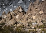 Thumbnail image: Boulders Near Live Oak, Joshua Tree National Park