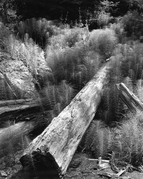 Log and Horsetails, 1955