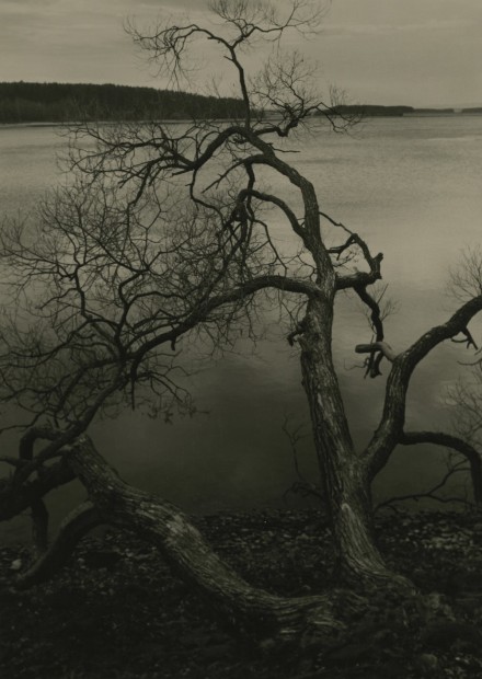 Old Tree by the Lake, 1962