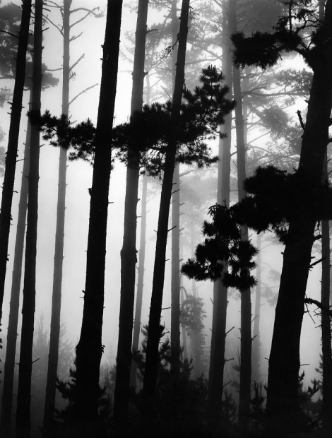 Pines and Fog, Monterey, California, 1962