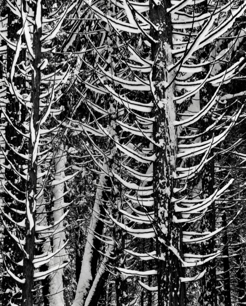 Forest Detail, Winter Yosemite National Park, 1940s