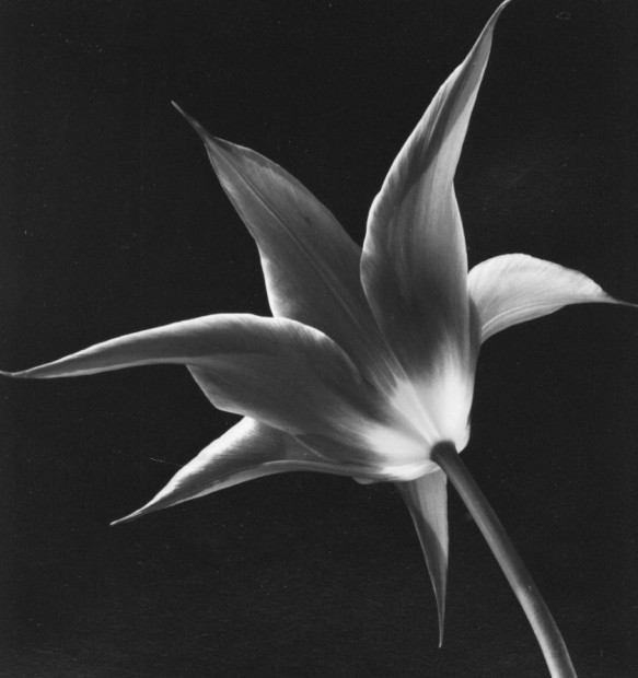 Yasuhiro Ishimoto<br>Tulip, 1987