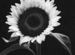 Thumbnail image: Yasuhiro Ishimoto<br>Common Sunflower, 1987