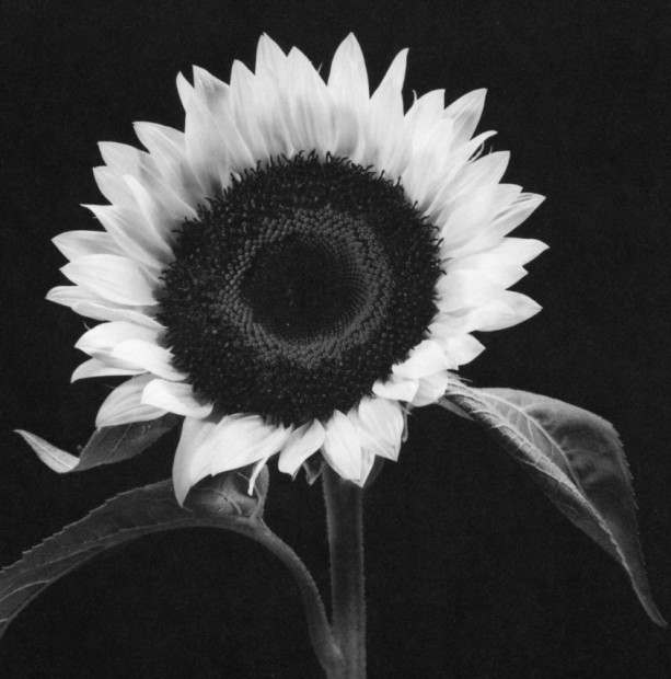 Yasuhiro Ishimoto<br>Common Sunflower, 1987
