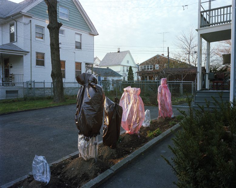 Covered Roses, New Haven, 1985