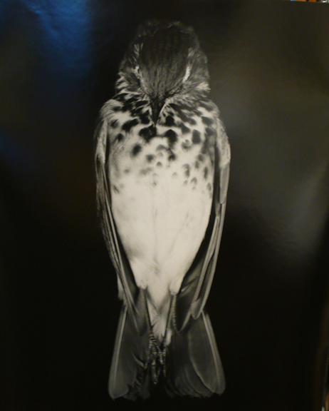 Still Lifes: Natures Mortes, (bird with head down), 1999-2001