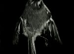 Thumbnail image: Still Lifes: Natures Mortes, (baby bird), 2000-2002