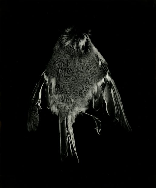 Still Lifes: Natures Mortes, (baby bird), 2000-2002