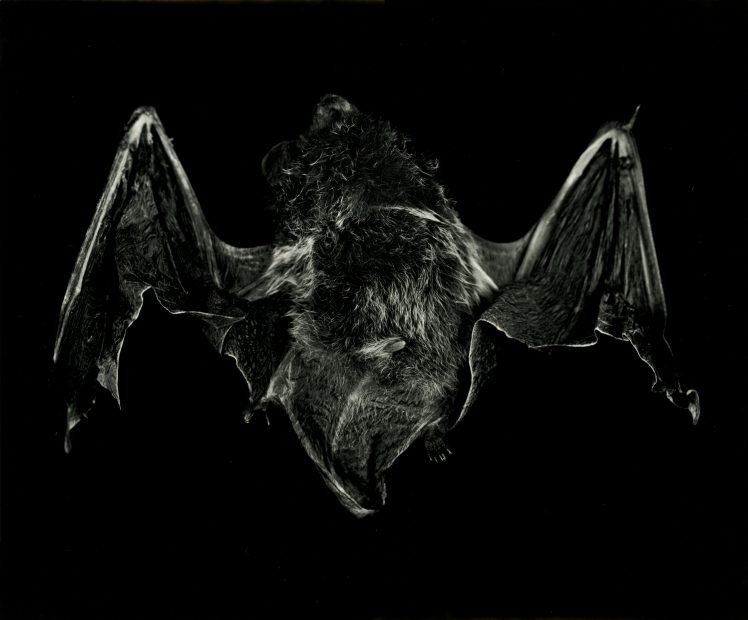 Still Lifes: Natures Mortes, (bat), 2000-2002