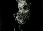 Thumbnail image: Still Lifes: Natures Mortes, (mouse), 1994