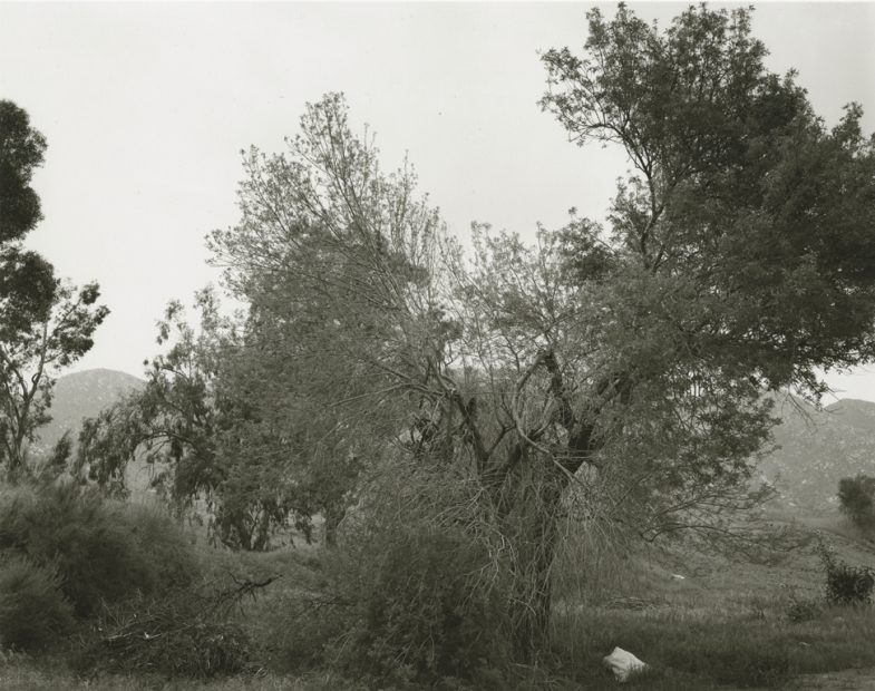 Robert Adams<br>Broken trees, next Box Springs Mountains, east of Riverside, California, 1983