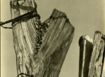 Thumbnail image: Ralph Steiner<br>Fence Post with Barbed Wire, 1929